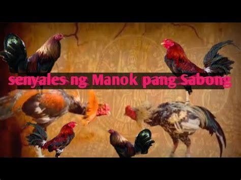 manok pang sabong in english|KALISKIS: Tagalog.